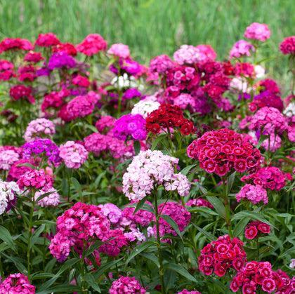 Gifvrije zaden duizendschoon, Tuin en Terras, Bloembollen en Zaden, Zaad, Voorjaar, Volle zon, Ophalen of Verzenden