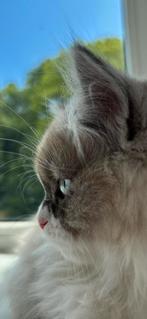 DEKKATER perzische lilac blauwe ogen, Dieren en Toebehoren, Kater, Ontwormd, 0 tot 2 jaar