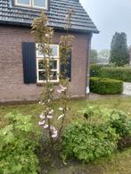 Prunus kazan (Japanse sierkers), Tuin en Terras, Overige soorten, Lente, 100 tot 250 cm, Ophalen