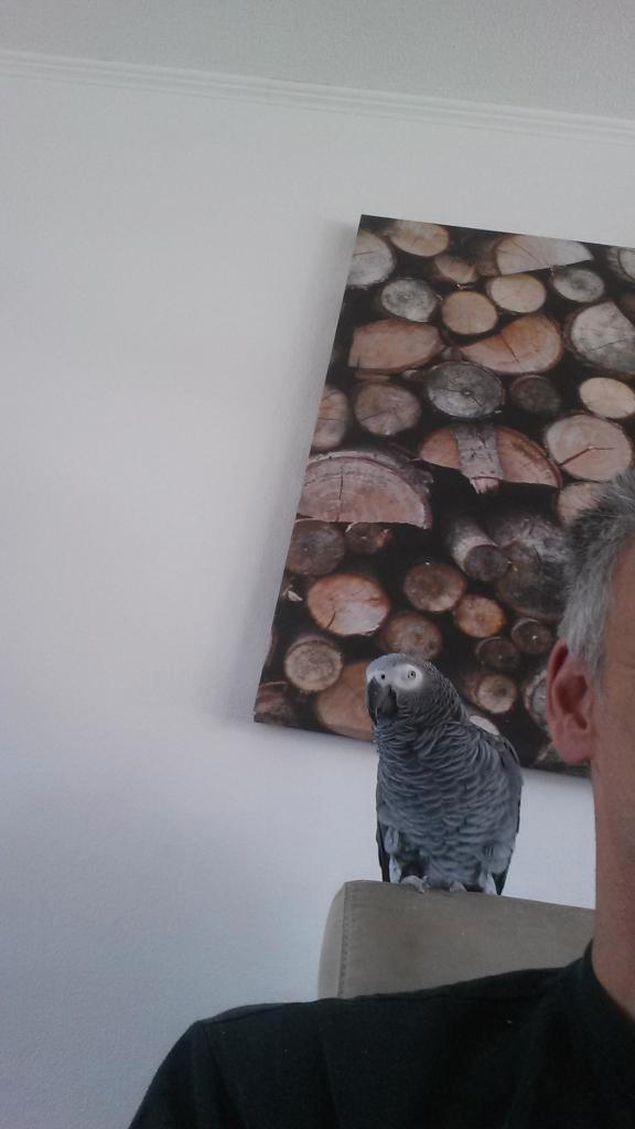 Lieve Grijze Roodstaart zoekt een nieuw thuis, Dieren en Toebehoren, Vogels | Parkieten en Papegaaien, Papegaai, Mannelijk