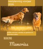 Nestplanning , golden retriever pups uit werklijn., Dieren en Toebehoren, 8 tot 15 weken, Geslacht onbekend, Eén hond, Parvo