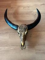 Buffel gewei/schedel gegraveerd bohemian boohoo Ibiza, Ophalen of Verzenden, Zo goed als nieuw, Hert, Schedel