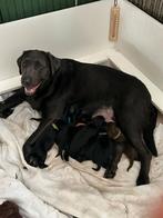 Mega knappe labrador x weimaraner x heidewachtel pups, 8 tot 15 weken, Labrador retriever, CDV (hondenziekte), Meerdere