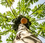 Papaya boom zaden, Ophalen, Minder dan 100 cm, Overige soorten, Volle zon
