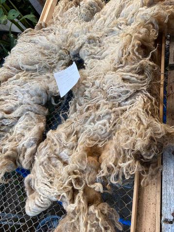 Supervast Racka vachtje in Shawlvorm beschikbaar voor biedingen