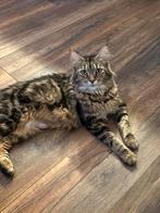 Lieve kittens kruizing maincoon ragdol, Dieren en Toebehoren, Meerdere dieren, 0 tot 2 jaar