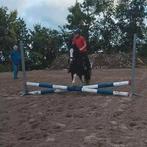Lieve B welsh pony Alison, Dieren en Toebehoren, Pony's, Merrie, Zadelmak, Gechipt, B pony (1.17m tot 1.27m)