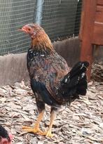 Bijzonder: Araucana krielhaan van mei 2025, Dieren en Toebehoren, Pluimvee, Mannelijk, Kip