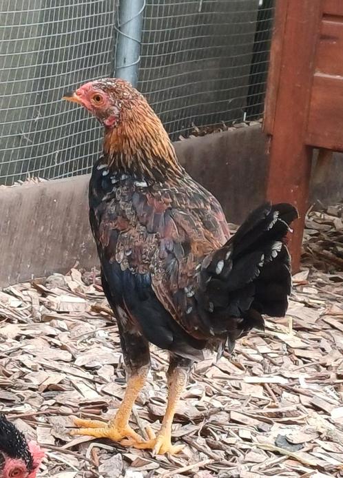 Bijzonder: Araucana krielhaan van mei 2025, Dieren en Toebehoren, Pluimvee, Kip, Mannelijk