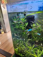 Endler guppen, blauw en wildkleur, Vis, Zoetwatervis