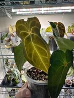 Anthurium forgetti DF x magnificum verde stamstek, Huis en Inrichting, Kamerplanten, Ophalen of Verzenden, Halfschaduw, Minder dan 100 cm