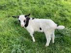 Zwartbonte bokjes, Dieren en Toebehoren, Schapen, Geiten en Varkens, Mannelijk, 0 tot 2 jaar, Geit