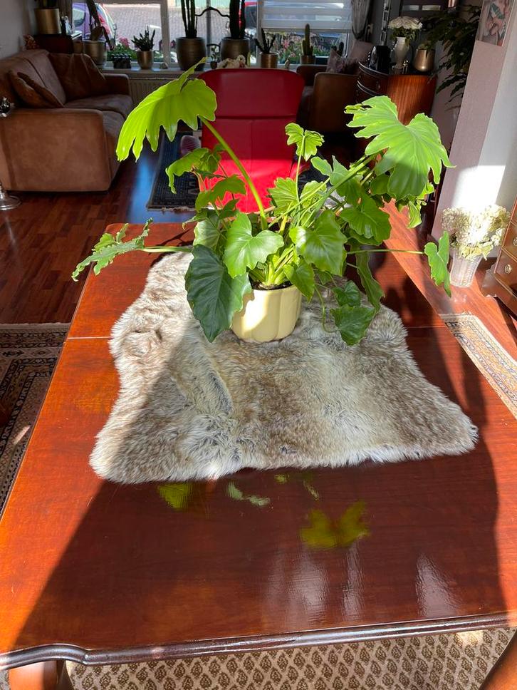 Eetkamertafel, Antiek en Kunst, Antiek | Meubels | Tafels, Ophalen