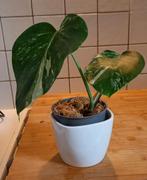 Monstera Variegata jonge plant, Ophalen of Verzenden, Halfschaduw, Minder dan 100 cm