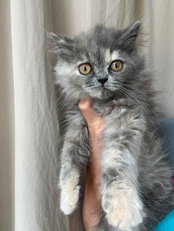 Ragdoll x Pers poesjes mega lief en mooi beschikbaar voor biedingen