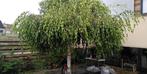 Treurberk, Tuin en Terras, Planten | Bomen, Ophalen, 100 tot 250 cm