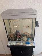 Aquarium met accesoires en luchtpomp, Dieren en Toebehoren, Vissen | Aquaria en Toebehoren, Ophalen