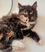 Lieve Noorse boskat kitten, Poes, Langharig, 0 tot 2 jaar