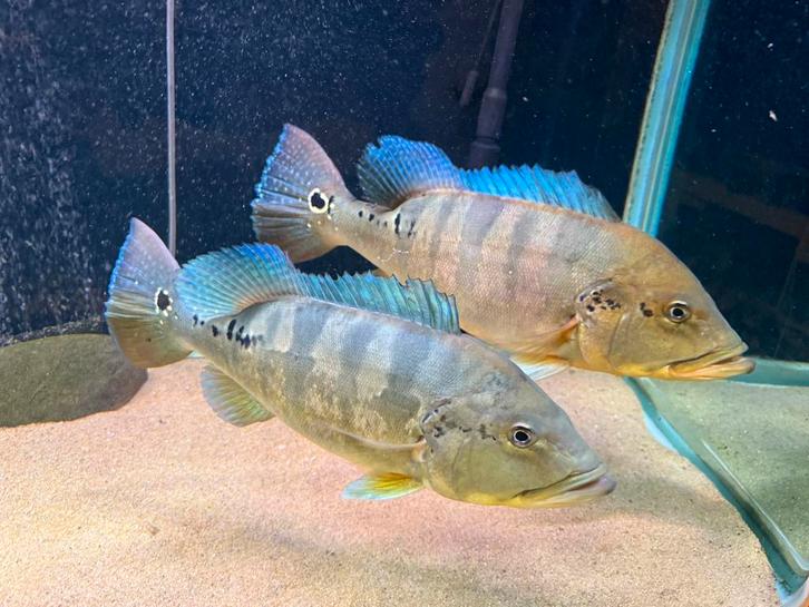 Cichla piquiti blue azul arowana datnioides potamotrygon gar, Dieren en Toebehoren, Vissen | Aquariumvissen, Vis