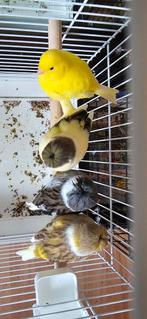 Mooie prachtige Gloster kanaries, Dieren en Toebehoren, Vogels | Kanaries, Meerdere dieren, Kleurkanarie