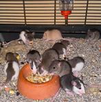 Jonge ratjes, Dieren en Toebehoren, Ophalen, Nieuw, Overige typen