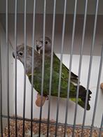 Mooi koppel bruinkop papagaai, Dieren en Toebehoren