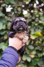 Tekkel x yorkshire pups, Dieren en Toebehoren, Honden | Chihuahua's en Gezelschapshonden, Overige rassen, CDV (hondenziekte), 8 tot 15 weken