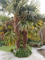 Palmbomen, Tuin en Terras, Bloeit niet, Palmboom, 400 cm of meer, Ophalen