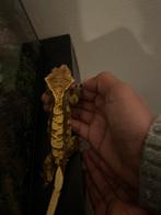 Betrouwbare Reptielenopvang, Hagedis, 0 tot 2 jaar