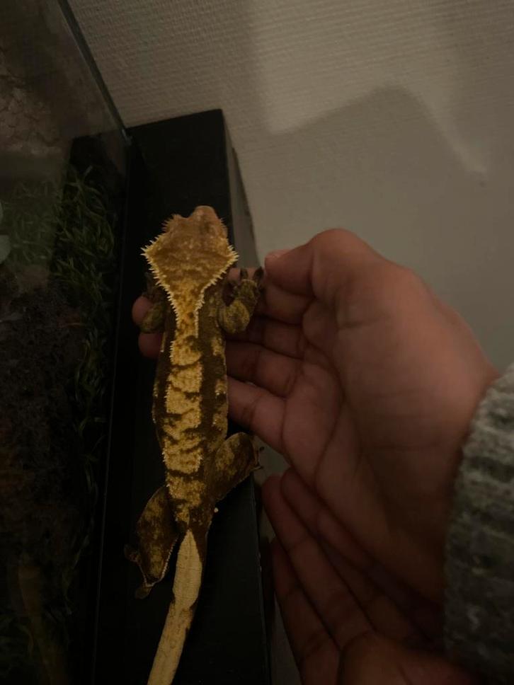 Betrouwbare Reptielenopvang, Dieren en Toebehoren, Reptielen en Amfibieën, Hagedis, 0 tot 2 jaar