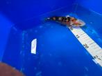 Koi ginrin, Karper of Koi