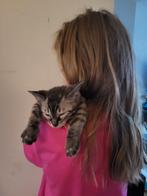 Bengaalse kittens mogen het nest verlaten., Meerdere dieren, Ontwormd