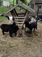 Geiten, Dieren en Toebehoren, Schapen, Geiten en Varkens, Meerdere dieren, Geit, 0 tot 2 jaar