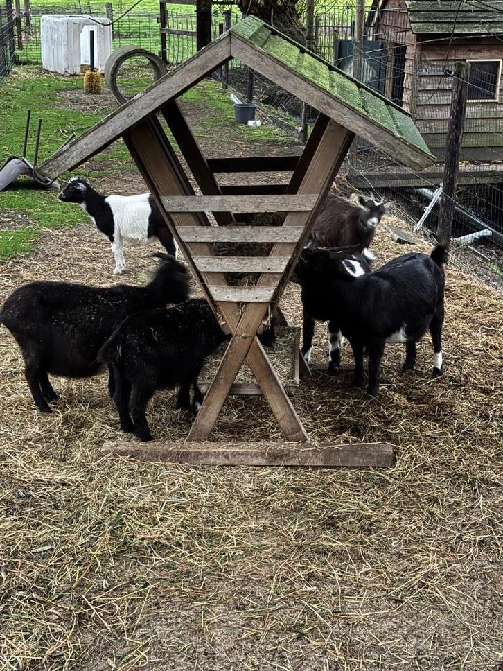 Geiten, Dieren en Toebehoren, Schapen, Geiten en Varkens, Geit, Meerdere dieren, 0 tot 2 jaar