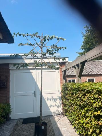 Leilinde beschikbaar voor biedingen