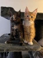 Maine Coon Kittens met Stamboom 1 kater 1 poes, Meerdere dieren, Gechipt, 0 tot 2 jaar