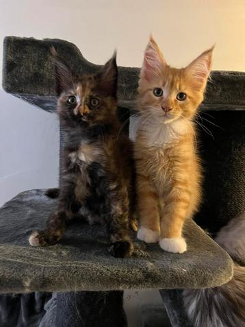 Maine Coon Kittens met Stamboom 1 kater 1 poes beschikbaar voor biedingen