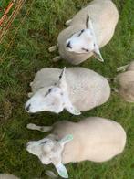 3 weide rammen, Dieren en Toebehoren, Schapen, Geiten en Varkens, Mannelijk, Schaap