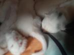 Kittens, Meerdere dieren, Kortharig, 0 tot 2 jaar