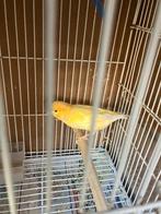 kanarie koppel te koop, Dieren en Toebehoren, Vogels | Kanaries, Meerdere dieren, Kleurkanarie