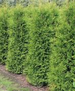 Coniferen, Ophalen of Verzenden, Conifeer, 100 tot 250 cm