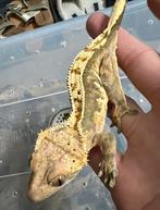 0.1 Wimpergekko 2023, Dieren en Toebehoren, Reptielen en Amfibieën, Hagedis