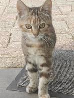 2 kittens €10 per stuk, Dieren en Toebehoren, Katten en Kittens | Overige Katten, Poes, Kortharig, 0 tot 2 jaar