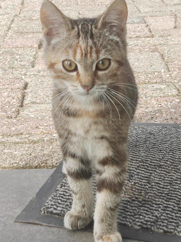 2 kittens €10 per stuk, Dieren en Toebehoren, Katten en Kittens | Overige Katten, Kortharig, Poes, 0 tot 2 jaar
