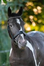 Super brave en eerlijke Bonte 4 jarige E-pony, Dieren en Toebehoren, Pony's, Merrie, B, 3 tot 6 jaar