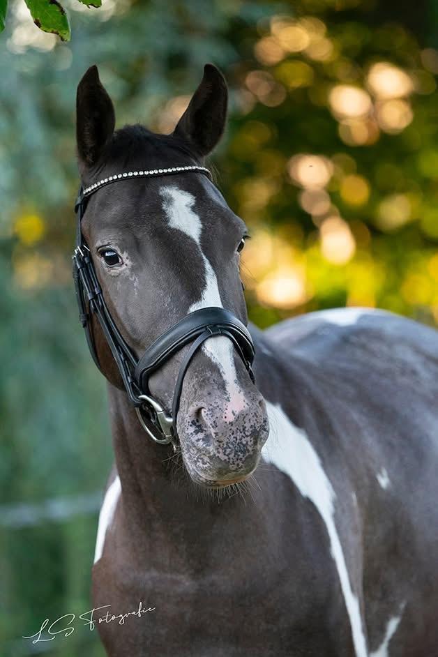 Super brave en eerlijke Bonte 4 jarige E-pony, Dieren en Toebehoren, Pony's, Merrie, B, 3 tot 6 jaar