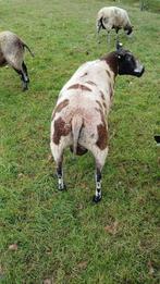 Te koop bonte ram, Dieren en Toebehoren, Schapen, Geiten en Varkens, Mannelijk, Schaap