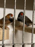 Zebravinken, Dieren en Toebehoren, Ophalen