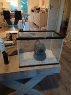 Te koop aquarium, Dieren en Toebehoren, Reptielen en Amfibieën | Toebehoren, Ophalen, Zo goed als nieuw, Terrarium of Paludarium