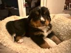 Berner Sennen puppy's zoeken een liefdevol huis, Parvo, 8 tot 15 weken, Teef, Groot